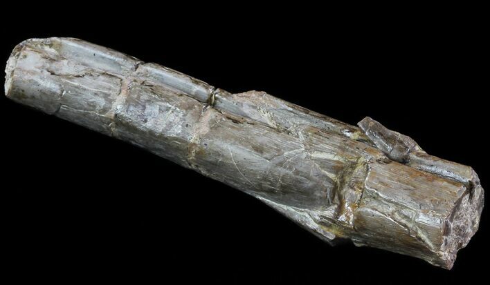 Dimetrodon Spine (Vertebrae Process) Section - Texas #67818